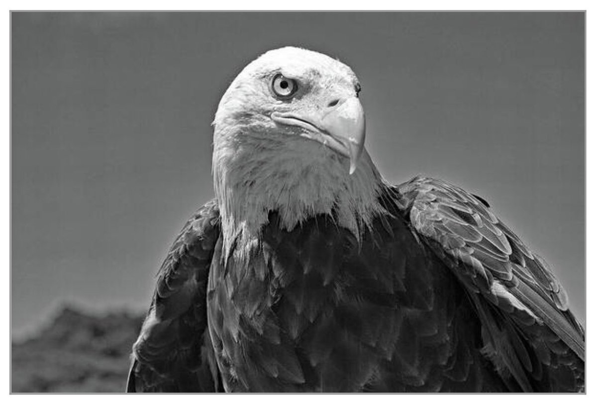 shonna99784's tweet image. BW Majestic Bald Eagle in Profile - Art Print shonna-hawkins.pixels.com/featured/bw-ma…

#BW #Majestic #BaldEagle #Profile #Patriotic #Freedom #BirdOfPrey #ArtPrint #FineArtPrints #WallArt #HomeDecor #ShonnaHawkinsPhotography