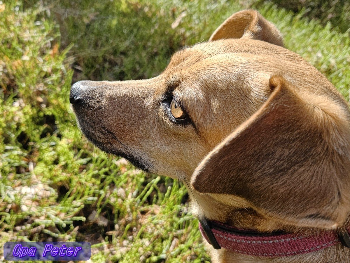 Opa Peter tweet media