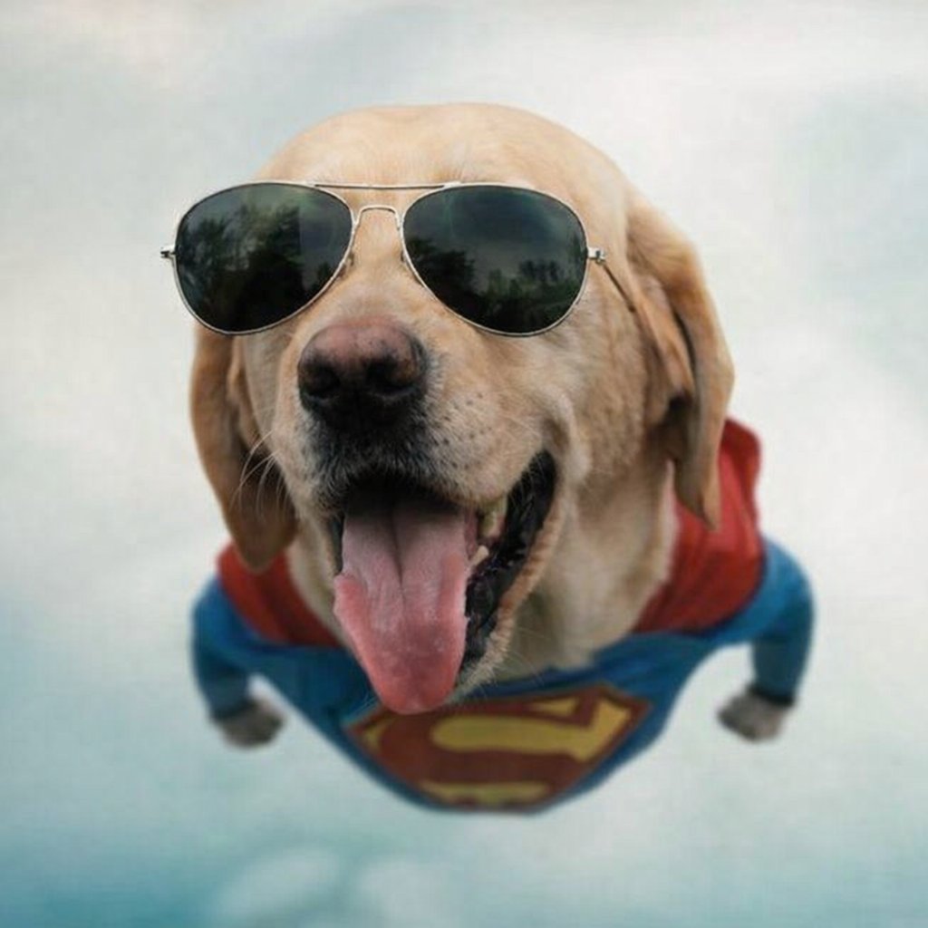 KookCapitalLLC $DOG is starting its journey