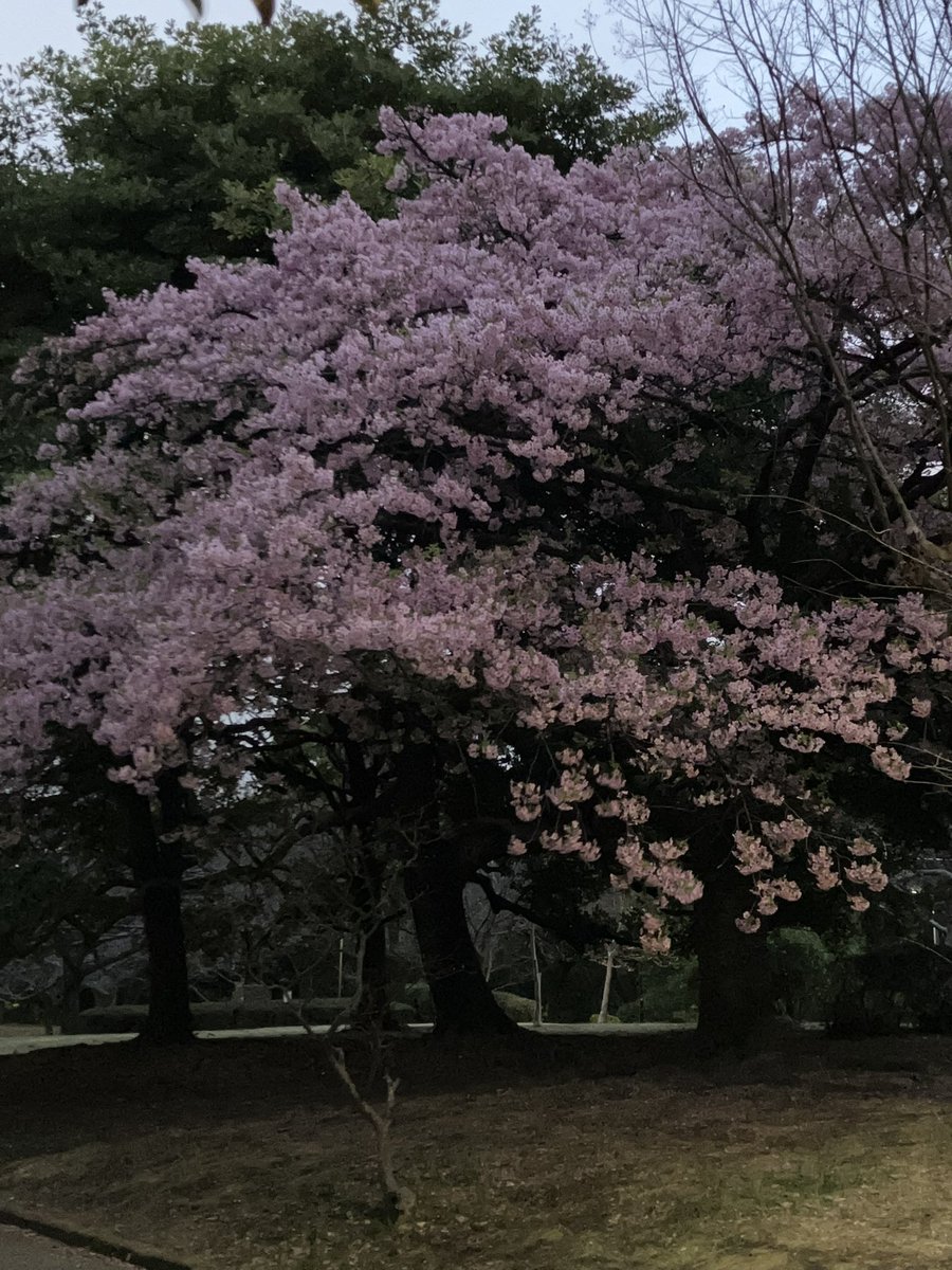 青信号は、進め
赤信号は、とまれ

どっちを向いても赤信号に感じる時は
あせらない
自分だけの心の小部屋で
いったん休憩するのにちょうどいい
諦めない
時が来れば潮目は変わり
人づてにご縁はやってくる
#今日の誰かへ