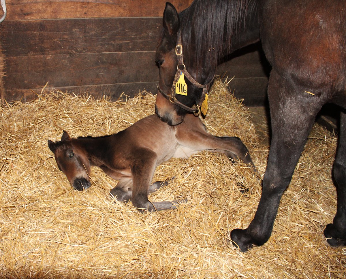 Hanover Shoe Farms tweet media