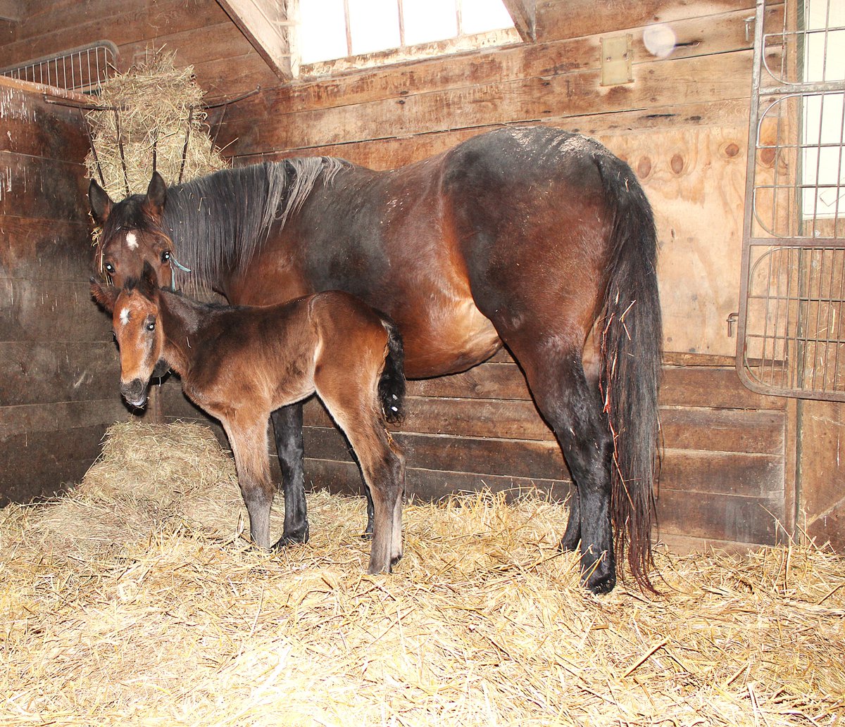 Hanover Shoe Farms tweet media