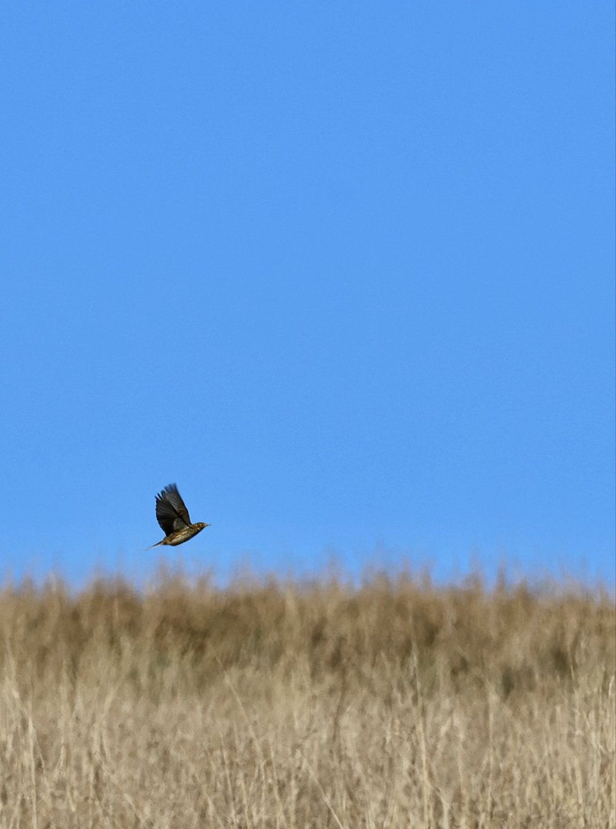 Edel Mairs tweet media