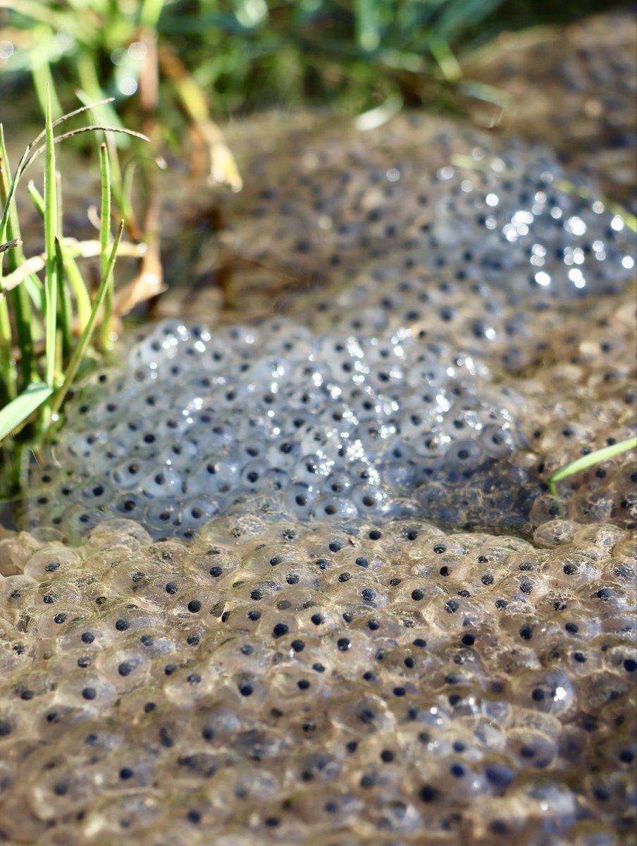 Edel Mairs tweet media