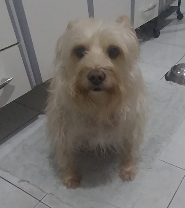 El amogus entre nos.