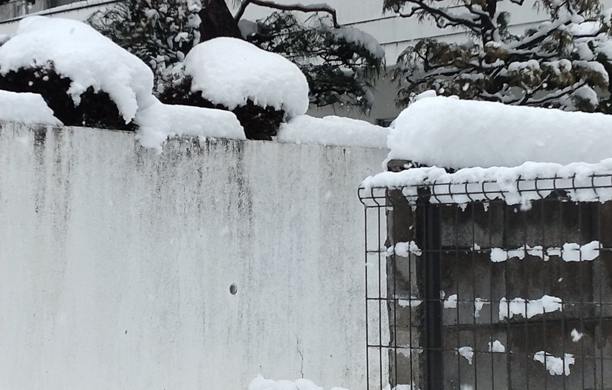 uupanda2's tweet photo. 大きな道路は走りやすかったけれど、私道に入ると軽自動車にはキツイ。
雪かきもこの15cmはかなり重くてこちらもキツイ。ふぅー
#空ネット
#郡山 https://t.co/pCoOg6TM9a