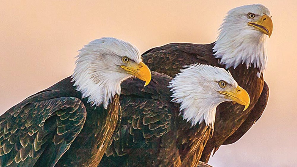 🦅 النسور
تتغذى على الجيف
وتنظف البيئة من الجثث وتمنع انتشار الأمراض
🌎