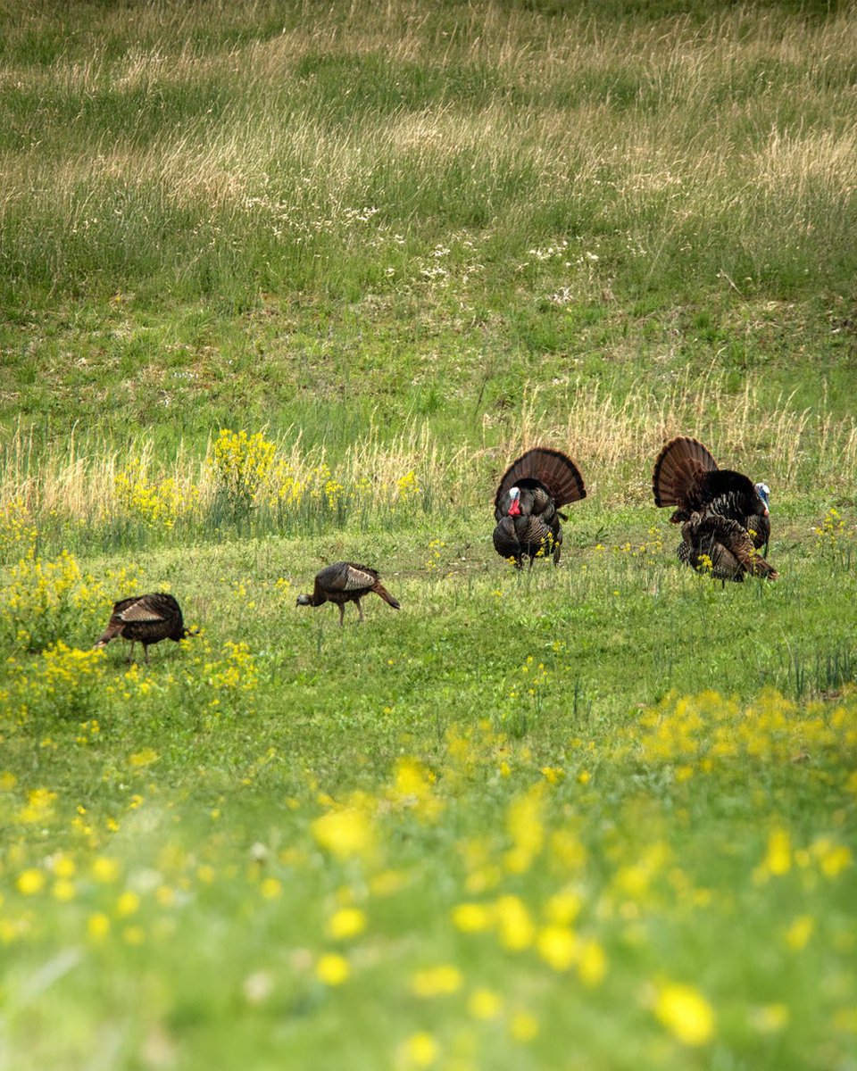 Realtree tweet media