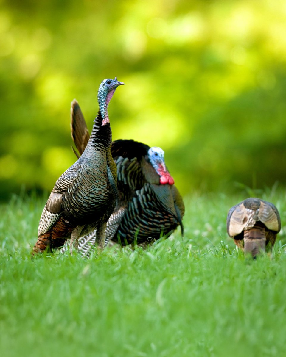 Realtree tweet media