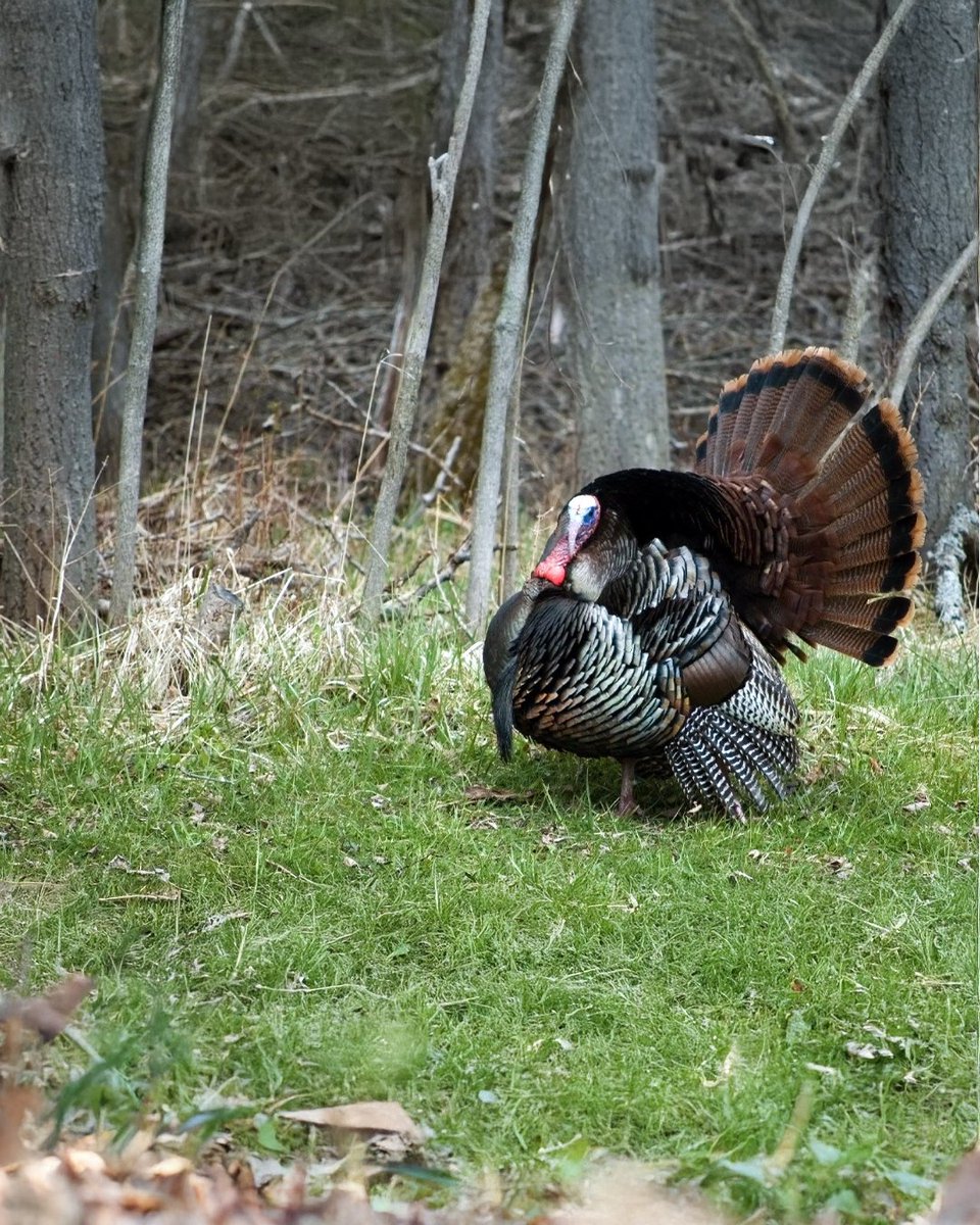 Realtree tweet media