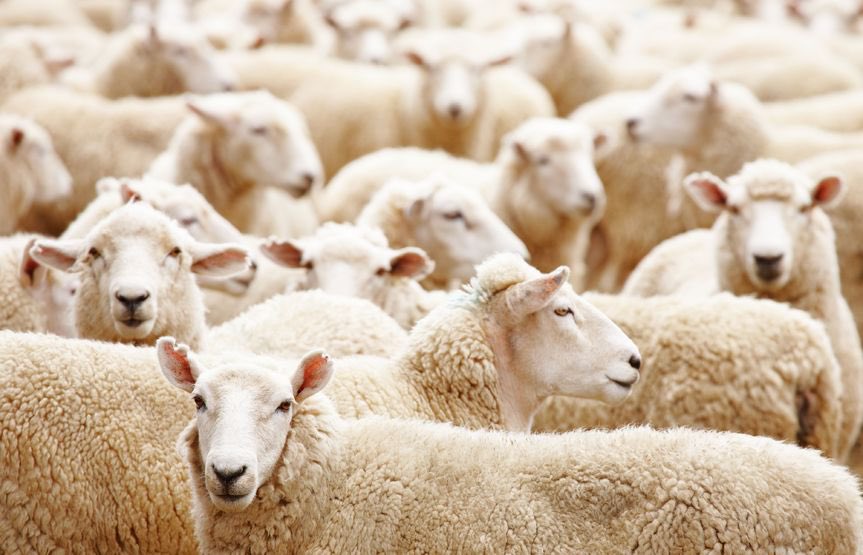 LiamSchubel's tweet photo. The herd immunity myth has been used for decades to coerce the population into receiving vaccines that have severe negative side effects.

This is a great article to educate yourself as to why herd immunity is a myth.

https://t.co/F8vSlPNUEa

#vaccines
#herdimmunity https://t.co/7JNOd5BXTM