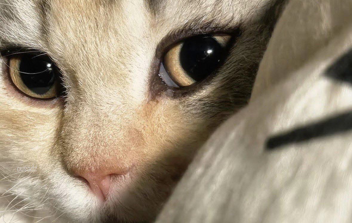 ✺ 𝖫𝖺𝗌𝗍𝗂𝗇𝗅𝗂𝗇𝖾 (@enilnitsal) on Twitter photo 