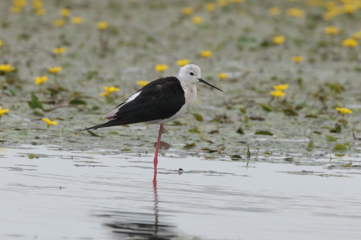 Roberta 💙 tweet media