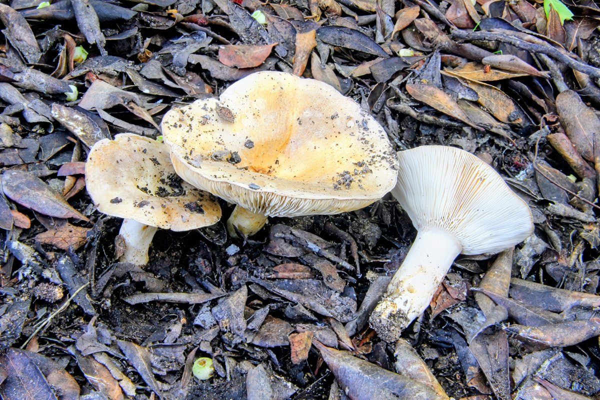 Lactarius ilicis, a white latex species that slowly decolorates in greish. It grows in late autumn -winter under Q.ilex #russulaceae