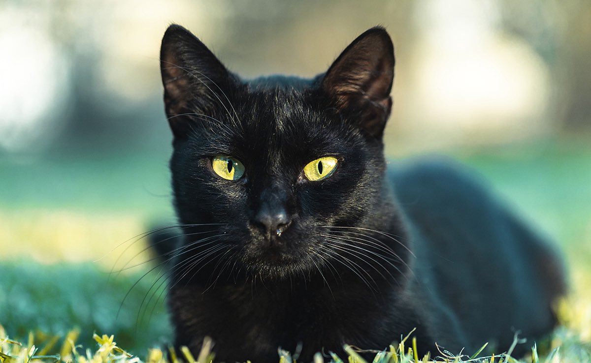 Wolves France🇫🇷🇵🇸 tweet media