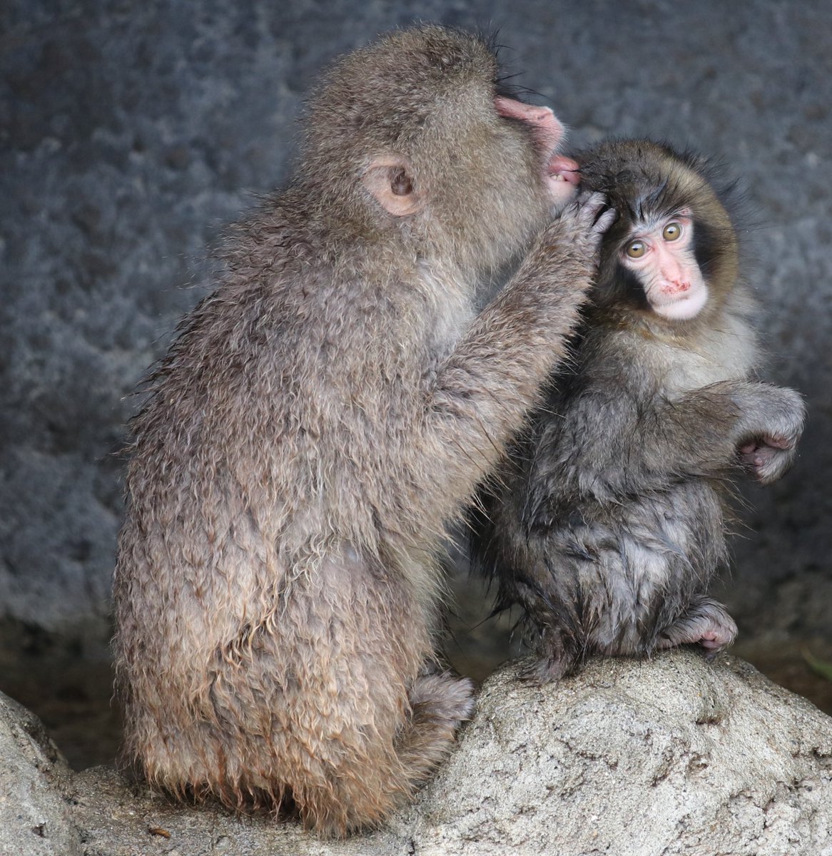 毛繕いしてもらうパンチくん☺️

#ニホンザル　#市川市動植物園 
#がんばれパンチ  #がんばれ市川市動植物園