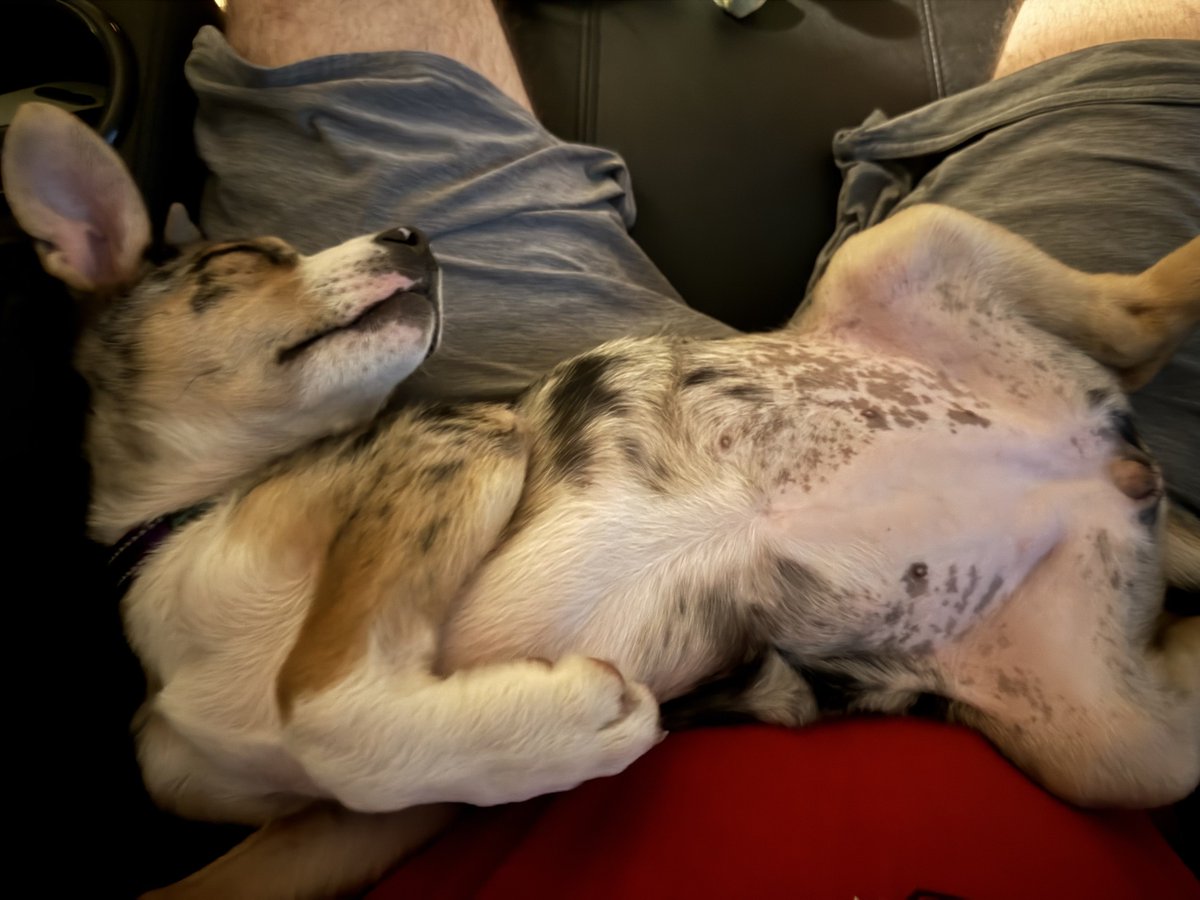 Kurt Sams, CGCS tweet media