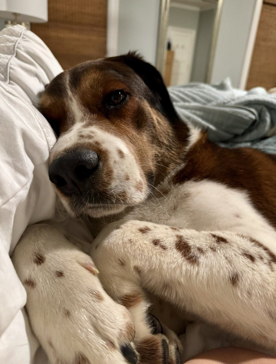 Texan Expat tweet media