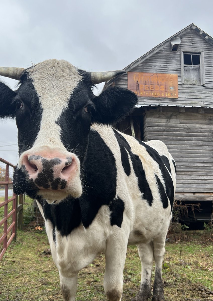 Diary of Abandonment tweet media