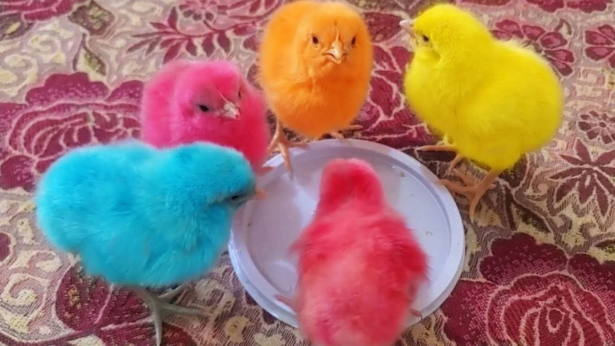 من هو أبرز المرشحين لخلافة خامنئي 
#إيران
#خامنئي