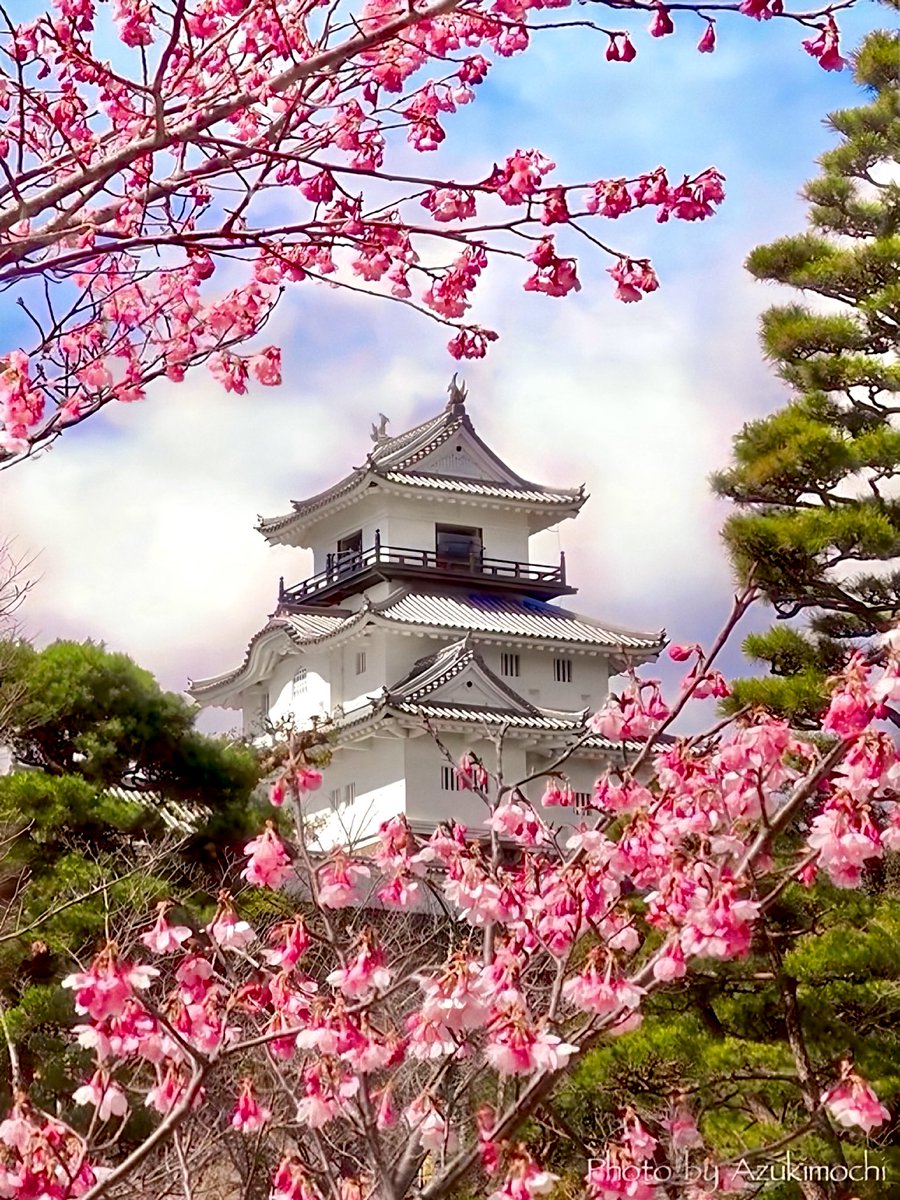 掛川桜が綺麗に咲きました🏯🌸*:･ﾟ