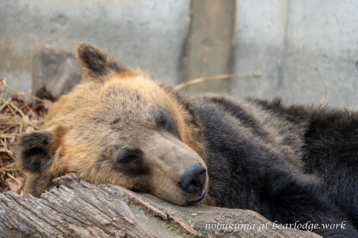 のぶクマ🐻羆と香辛料 (@kumar0001) / Posts / X