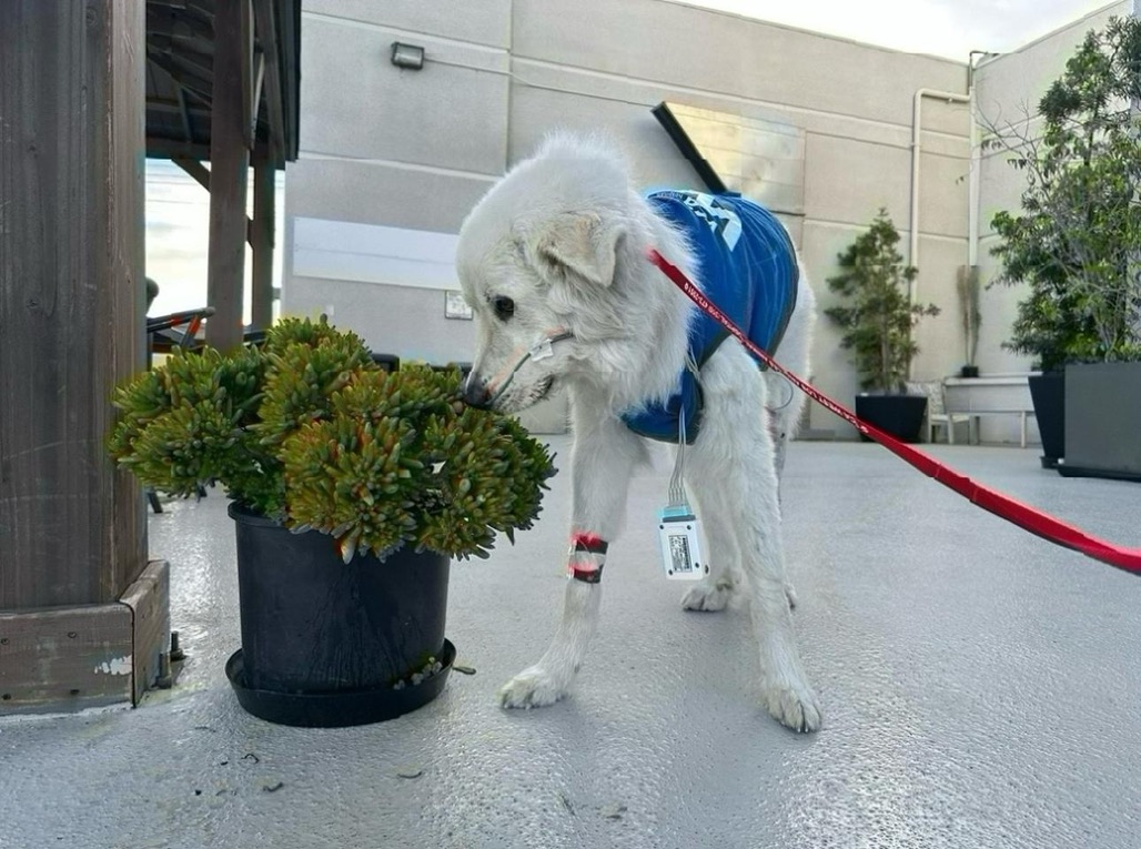 Pat Walls tweet media