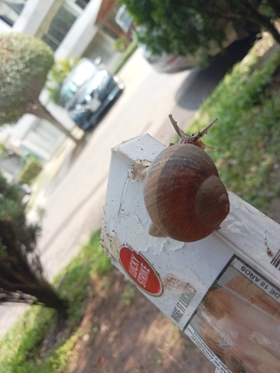 destrouls's tweet photo. caracol puto adicto a la nicotina captado en vivo https://t.co/zPvUrV09Bv