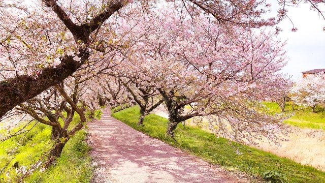 xiaojuncnjp's tweet photo. 肩こり、首こり、寝違えは
自律神経失調のサイン！

中医学では
気血の巡りが悪くなると
筋肉が硬くなって肩や首のこり、
寝違えが生じやすくなると考えている。

気血の巡りが悪くなる原因の一つは
自律神経失調。

春は自律神経のバランスが崩れやすいので、
春になってから症状が現れた方は要注意！ https://t.co/pnrPSqn9BM