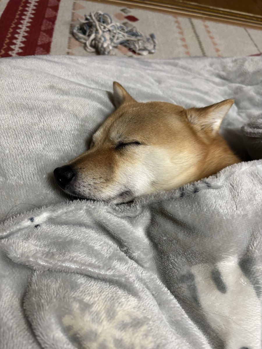 mame48en's tweet photo. おはようございます。
今日は寒いですね🤭

#柴犬
#柴犬大好き
#犬好きさんと繋がりたい https://t.co/fdepceCzUv