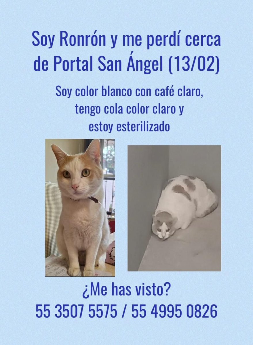 U_PLATEROS's tweet photo. BUSCAN A RONRÓN,  el 13 de febrero de 2026 se fue en el motor de un auto en la zona de Portal San Ángel Alcaldía Álvaro Obregón hacia ACOLMAN, Edo Mex.  Gracias por sus valiosos RT. @MascotasSismo https://t.co/5JEY8qLFJd