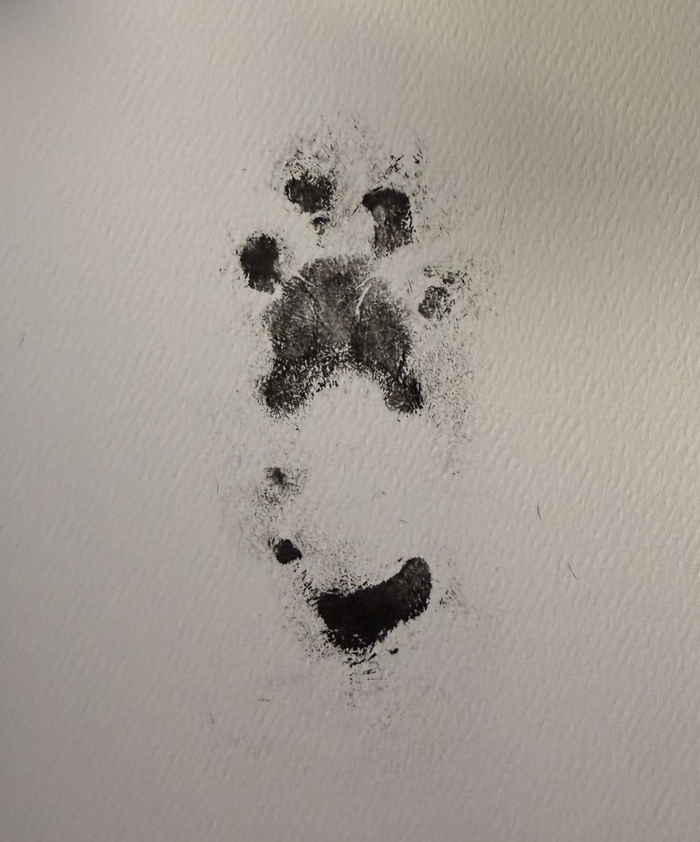 Forever grateful for you Armande🐾 You were a lovely cat. I will miss you sweet girl 🩷 I hope you’re happy now and pain free

- M