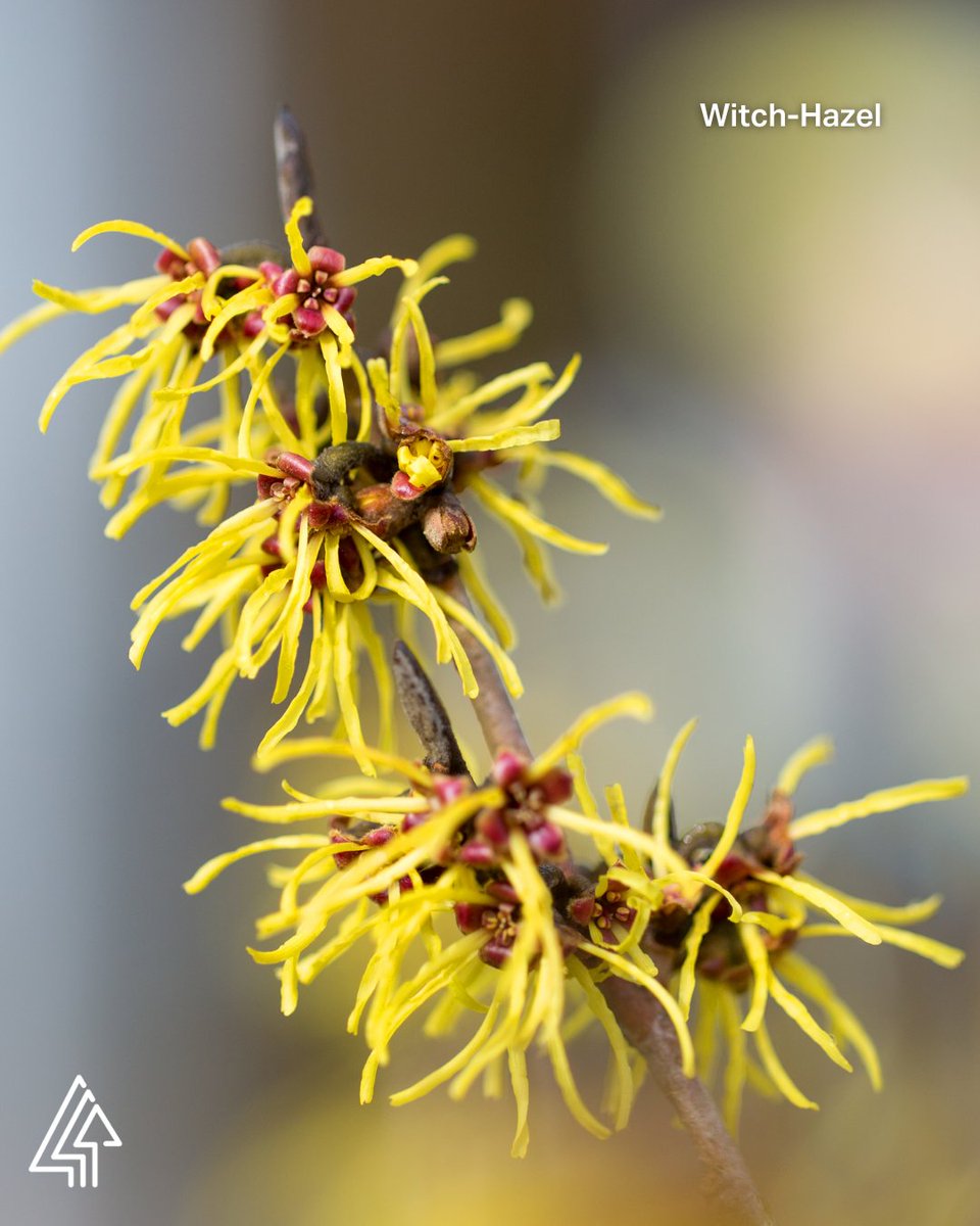 Forests Canada tweet media