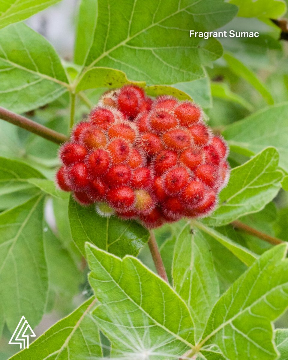 Forests Canada tweet media