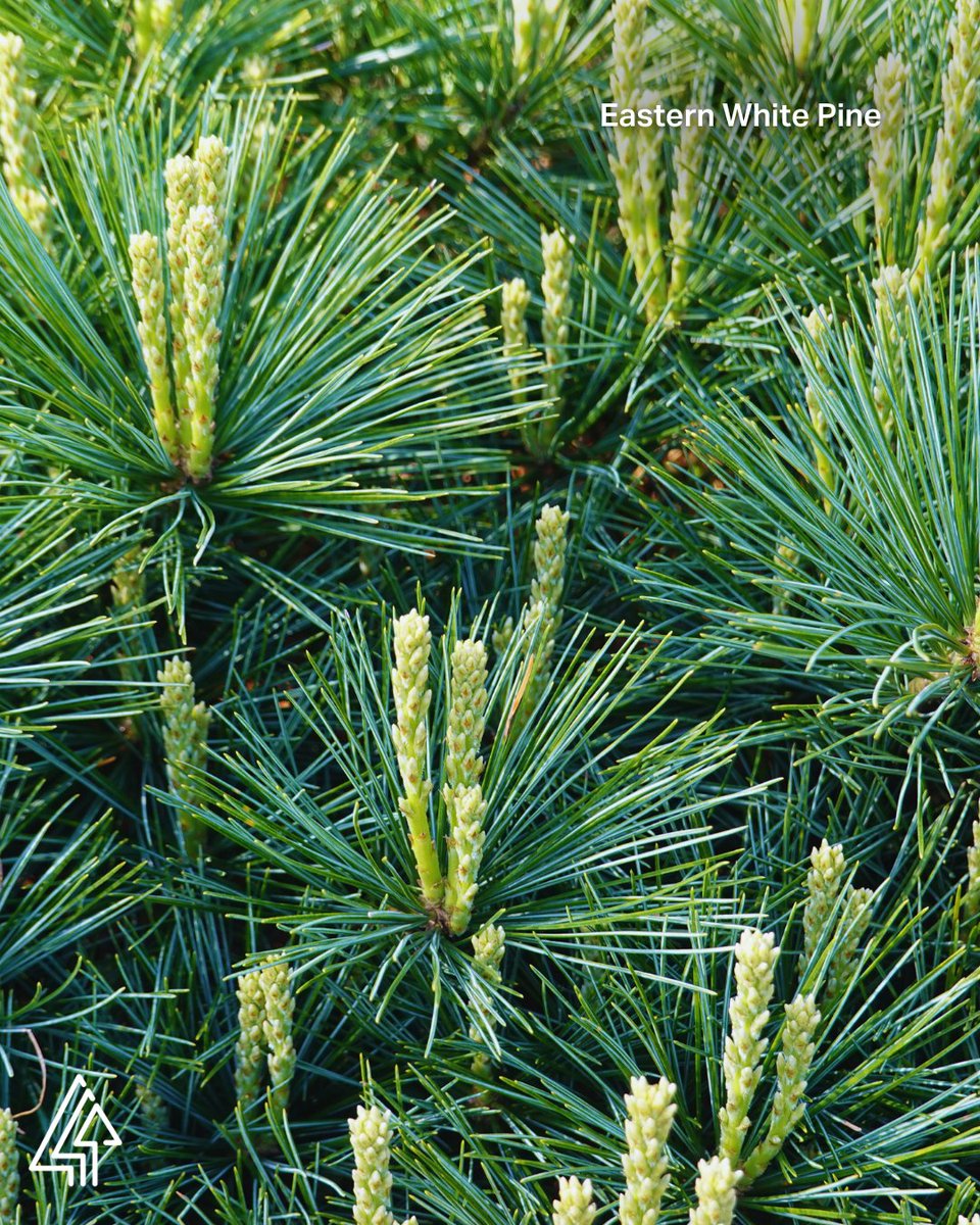 Forests Canada tweet media