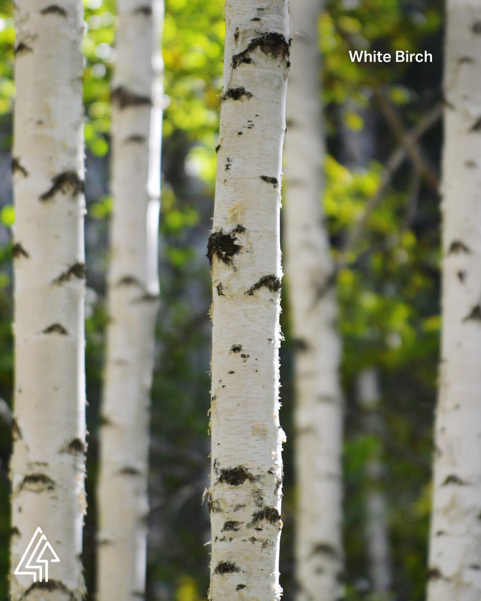 Forests Canada tweet media