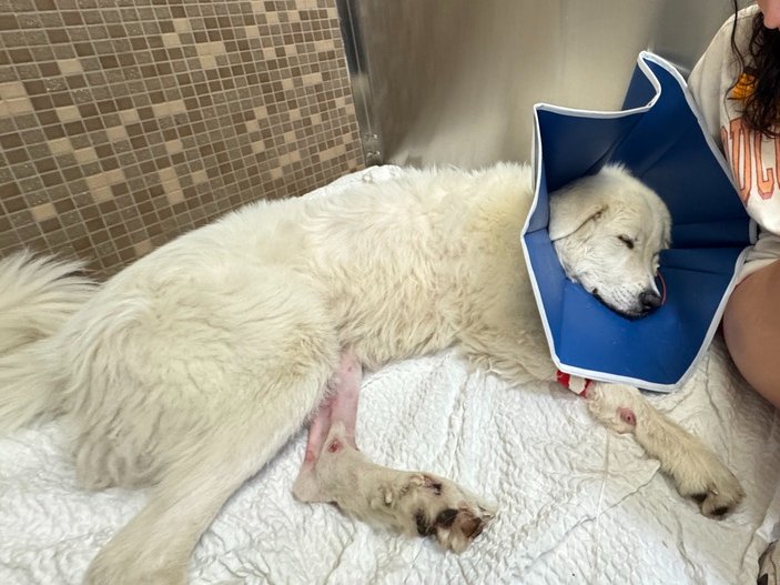 Pat Walls tweet media