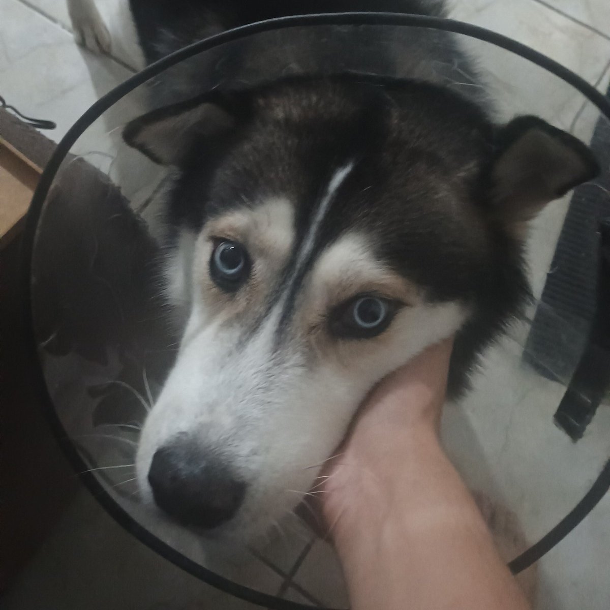 Conificicaram meu cachorro 😭😭😭😭😭