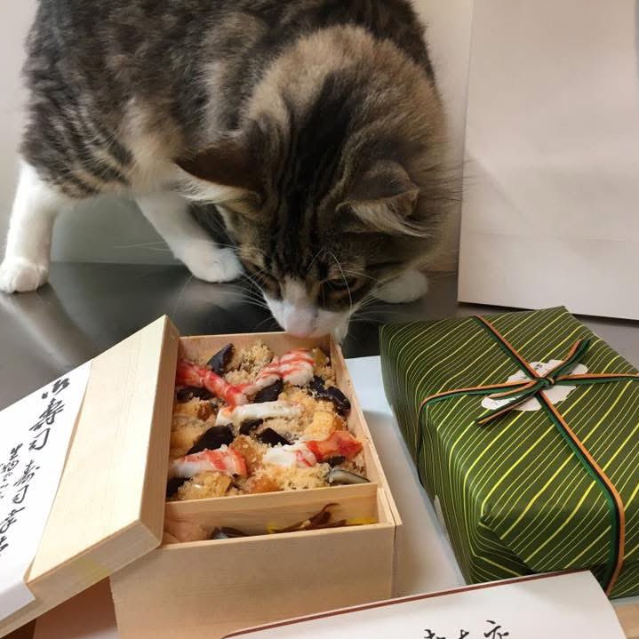 ocotacat's tweet photo. ฅ^•ω•^ฅ海老食べたいでしゅ！！

📸2017.3.3 https://t.co/clRmCIqtEH