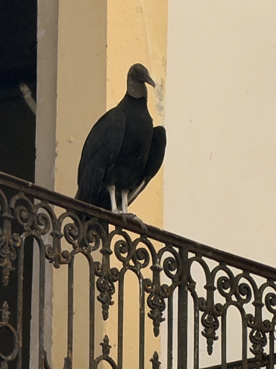 marbely 🦥 tweet media