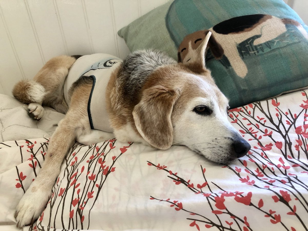 Hello 🤎🤗🐾😇