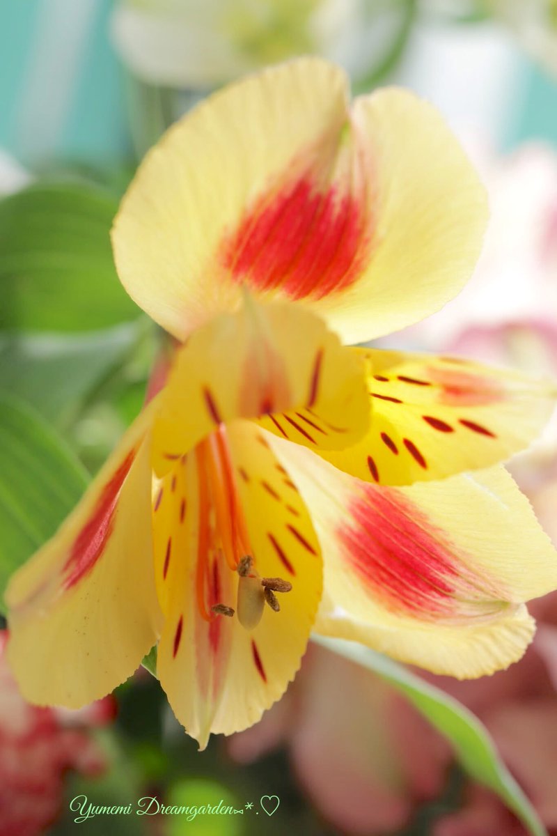 夢美🎀*˘◡˘* ˚·̩̩̥˚̩̥̩̥*̩̩͙🌸 tweet media