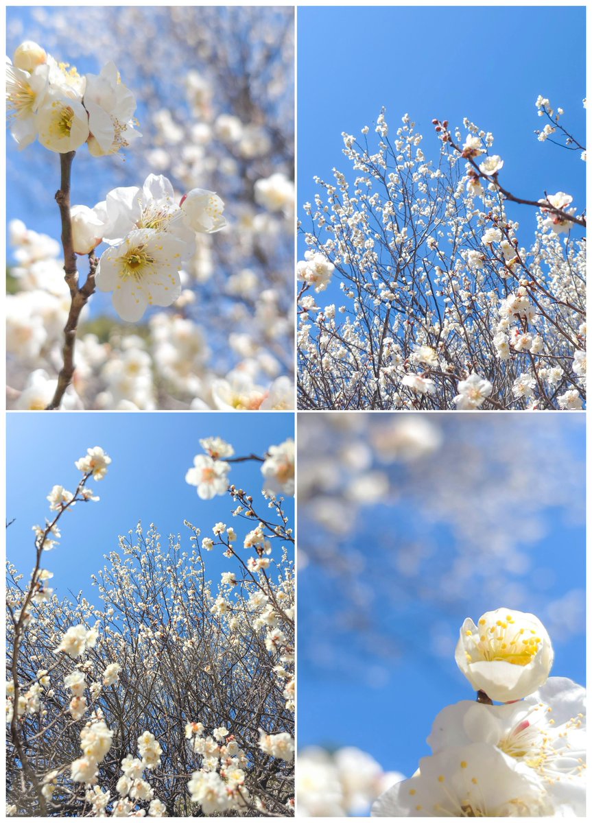 そらそこ tweet media