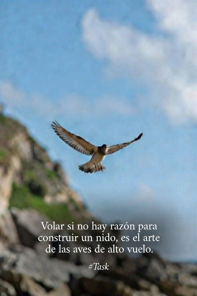 VersandoLibre's tweet photo. “Volar si no hay razón para construir un nido, es el arte de las aves de alto vuelo”. 

#Task https://t.co/3vPD6Z5aJd