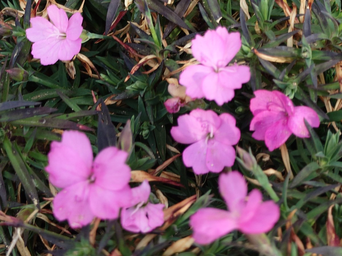 皆様おはようございます 今朝はこのお花から 今日も宜しくお願い致し