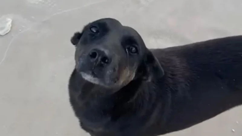 Esse carinha com olhar tranquilo e barba já grisalha, ele tinha 10 anos. Ele gostava de acordar cedo e ir à praia com seus 4 amigos. Não tinha família, não tinha afeto, mas era amigo, leal, efetuoso. Então ele acordou e viu pessoas na praia, foi até lá para brincar junto. E foi