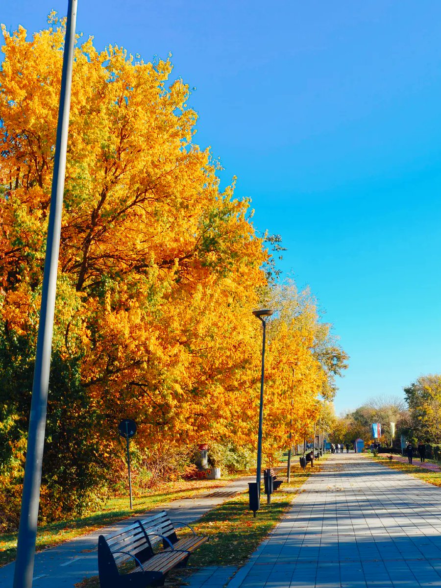 Vladimir Savic tweet media