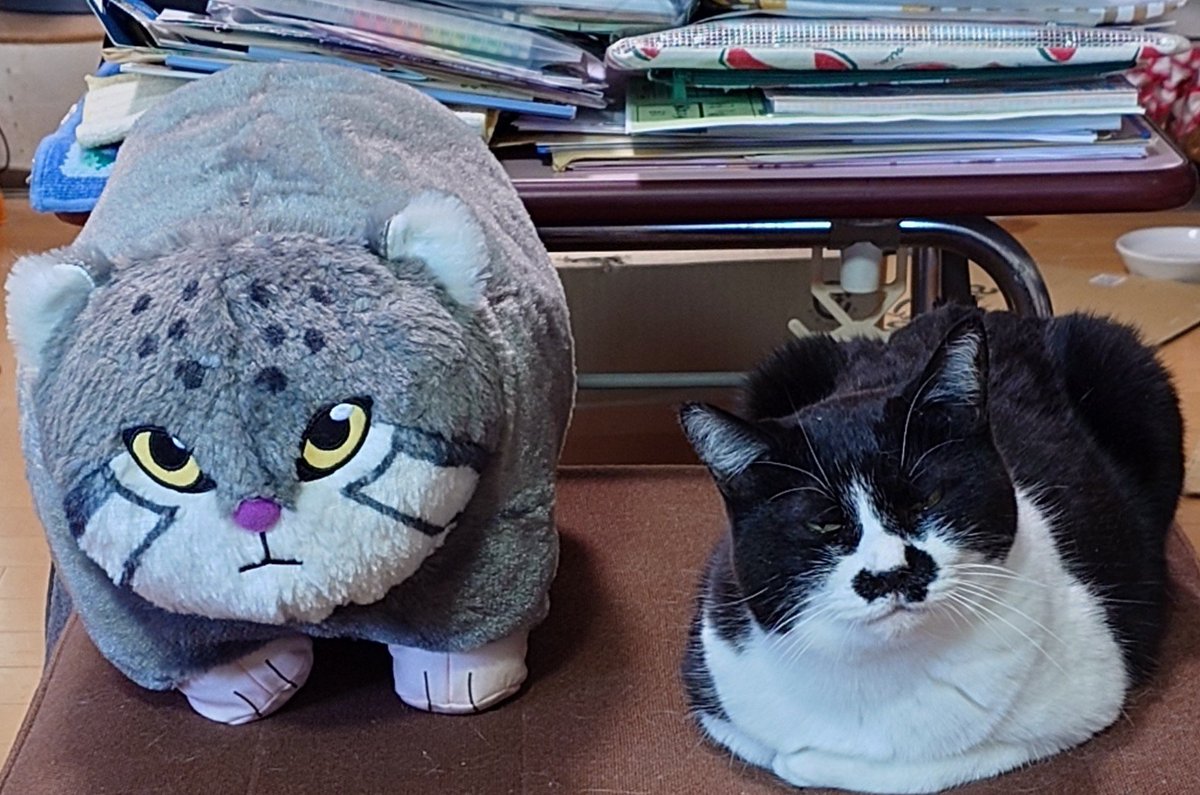 chica0726-cats&animals (@cats_chica0726) / Posts / X