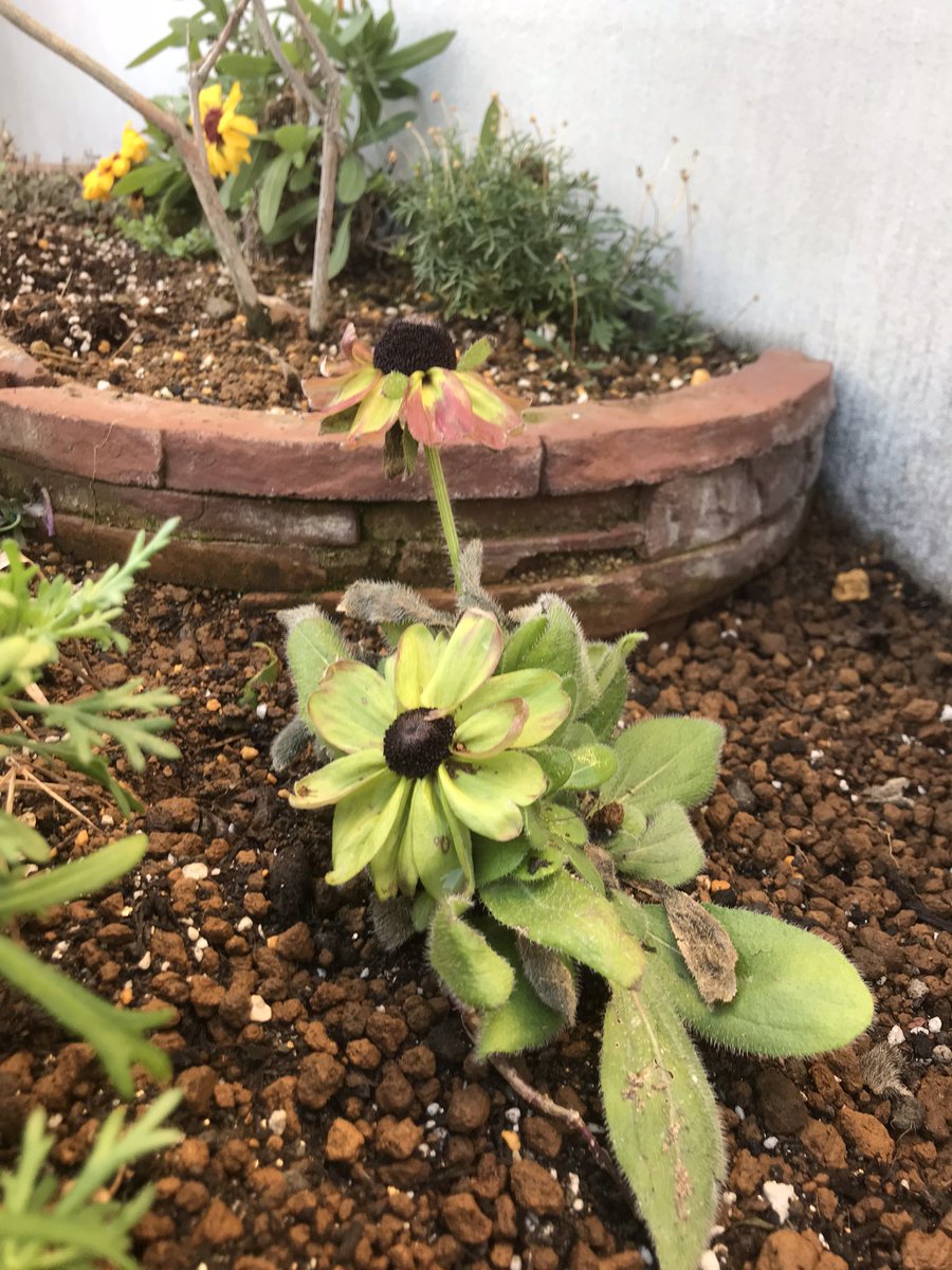 coco (@coco_n) / Posts / X