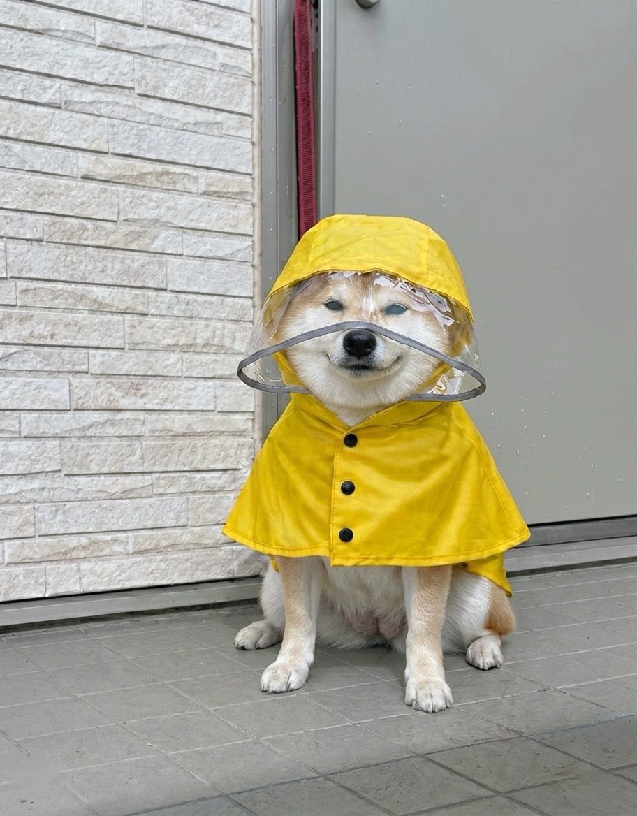 柴犬·͜·♡もも tweet media